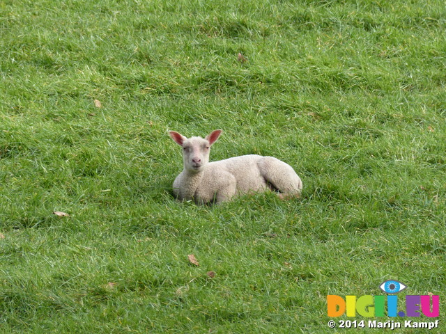 FZ003599 Lamb in field